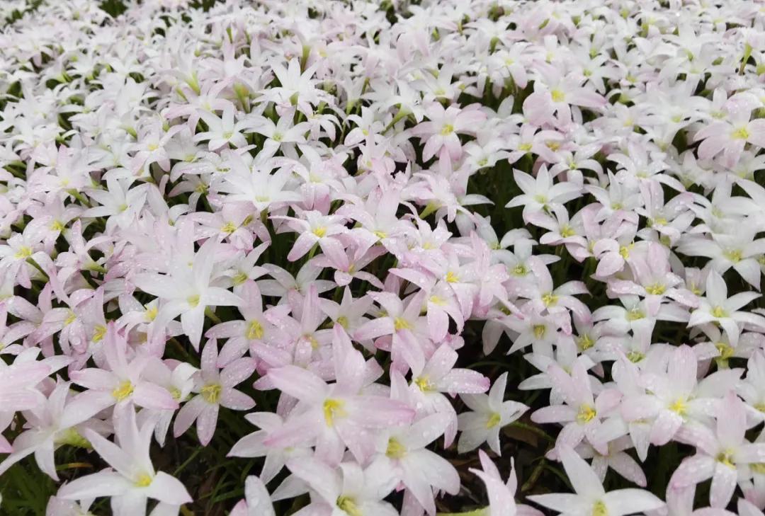 风雨兰的惊艳,风雨兰花开花