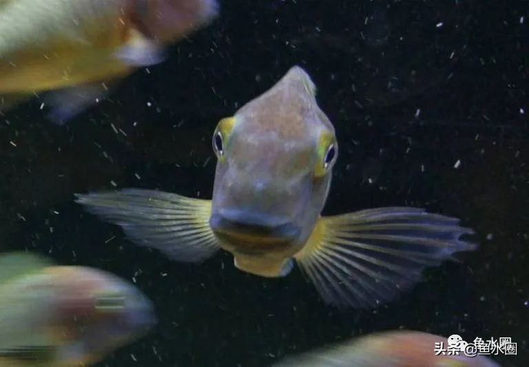 坦湖蝴蝶养殖经验,坦湖蝴蝶慈鲷品种大全