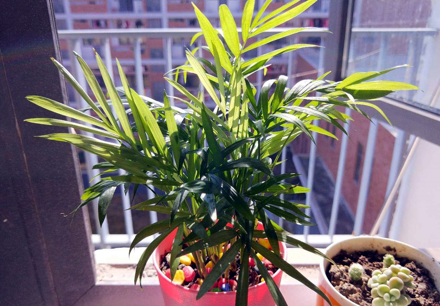 袖珍椰子客厅绿植怎么养,袖珍椰子在家里养有什么好处