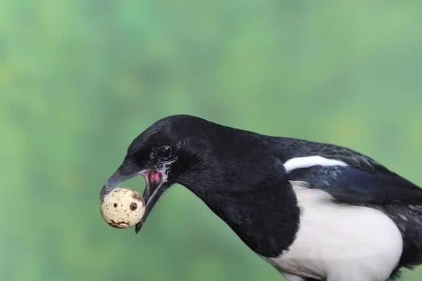 小小的喜鹊,小小喜鹊