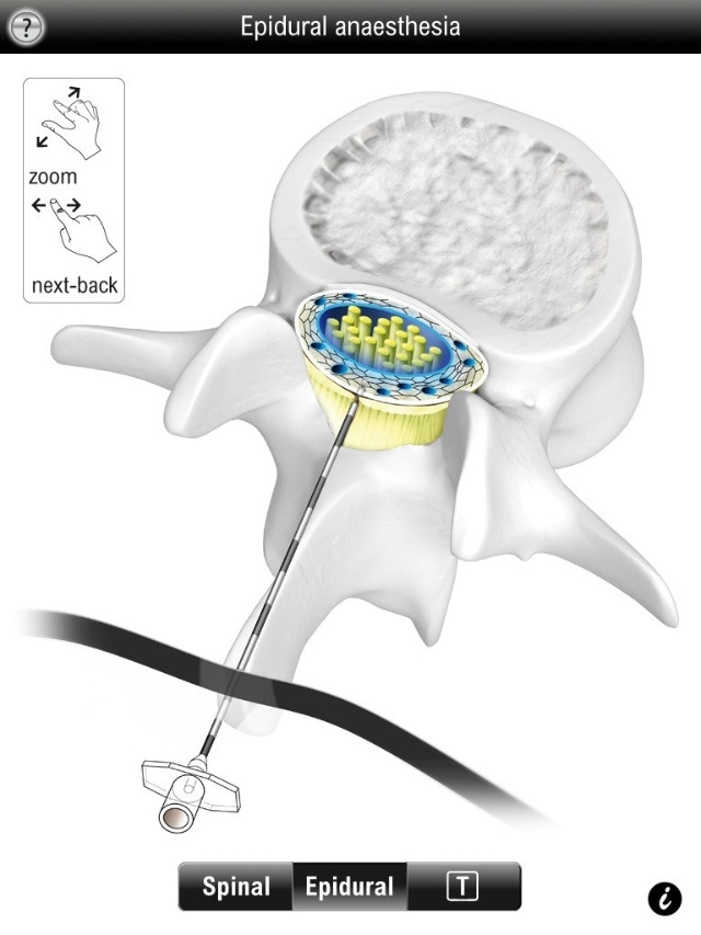 脊髓的解剖学,脊髓的解剖结构手绘图