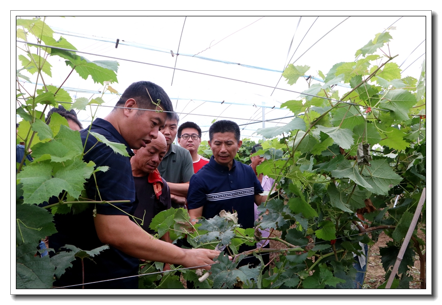 小葡萄成就致富梦