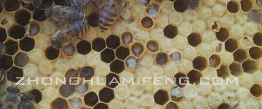 蜂巢里的白虫怎么治,中蜂巢虫的防治方法