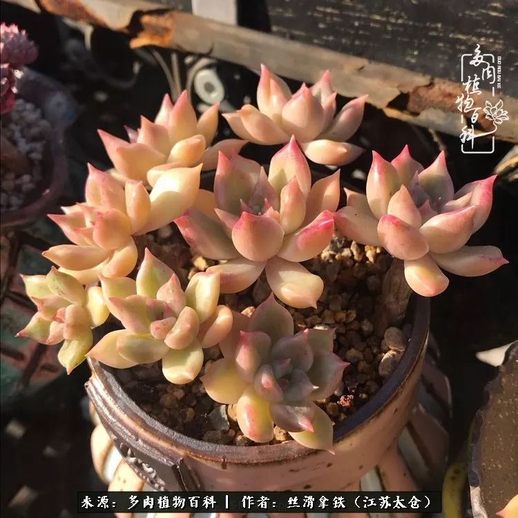 秋叶将落,秋叶即将落下你依然美丽