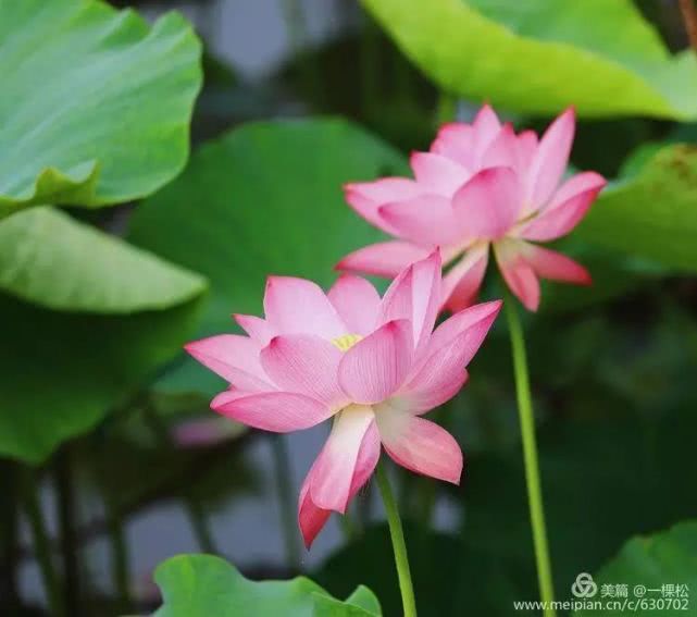 西乡周边景色美的地方,西乡哪里有夜景好看的