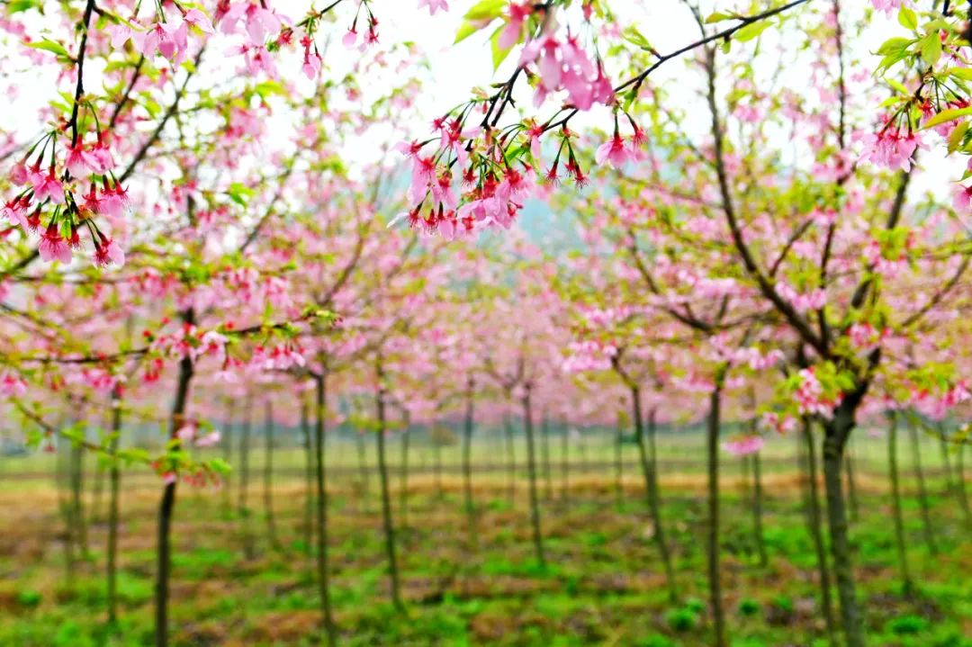 油菜花樱花桃花最受游客关注,春天必打卡的桃花樱花海棠花胜地