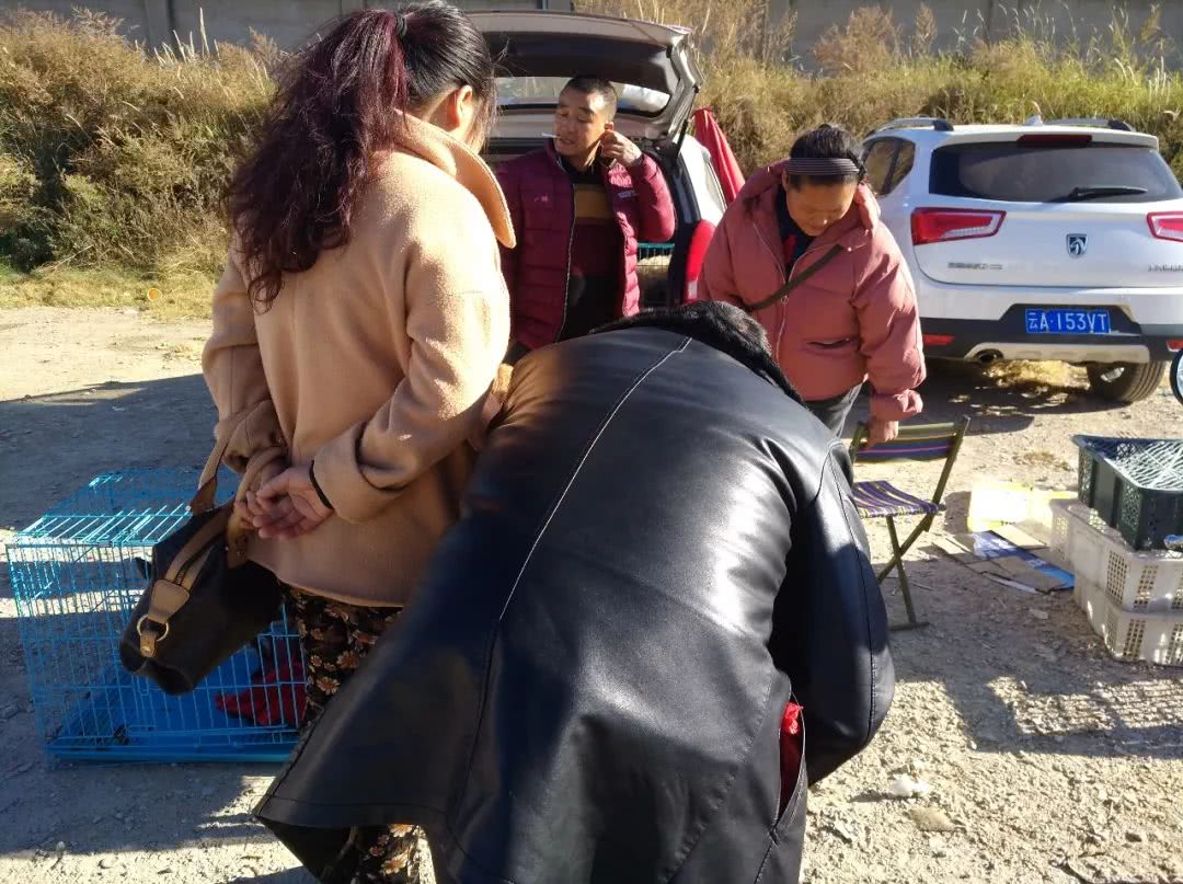 出售幼犬金毛便宜200元一只,狗贩子400块钱能买到什么金毛