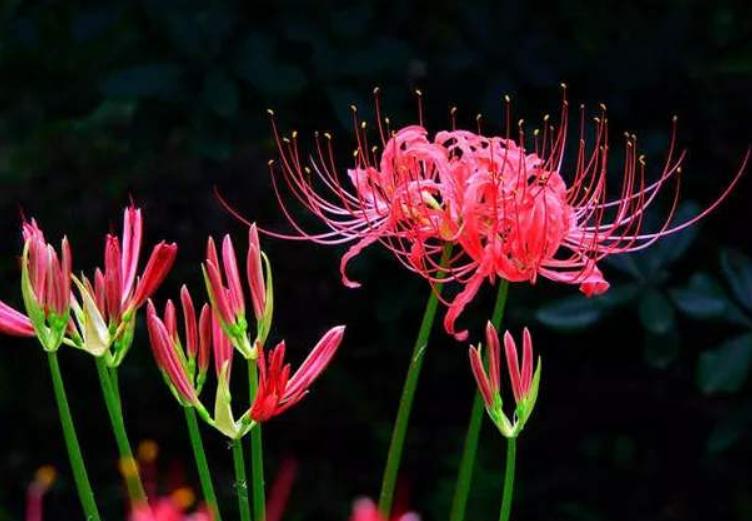 全球最美十种花,世界公认的九大最美花