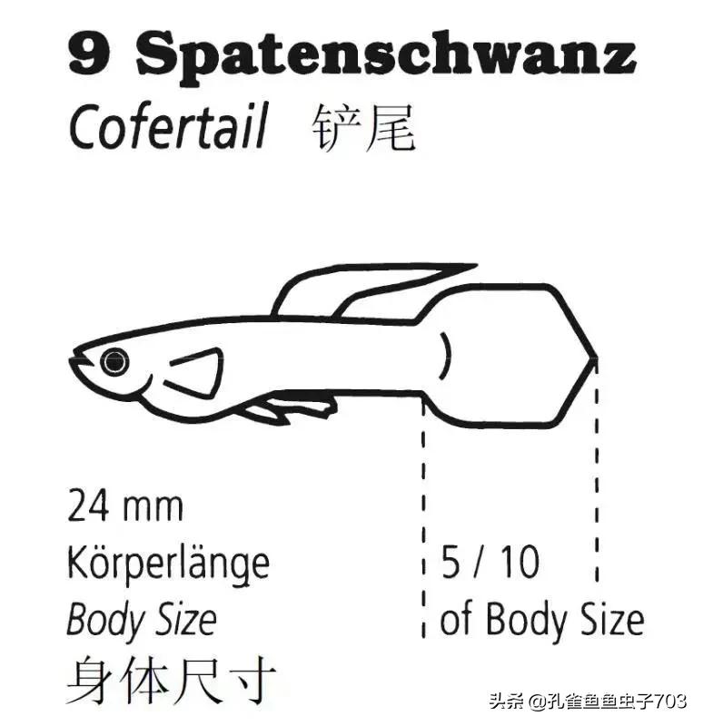 为啥我买的孔雀鱼尾巴特别小,为什么买的孔雀鱼养不活