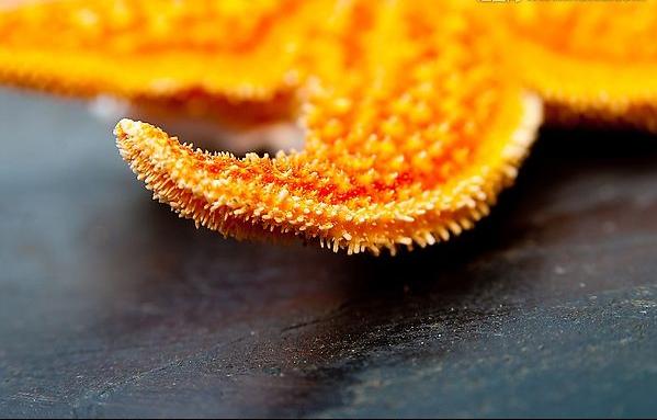 派大星能进食吗,派大星有几克