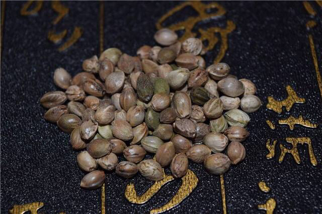 火麻仁种植违法吗,中药材火麻仁果实图片