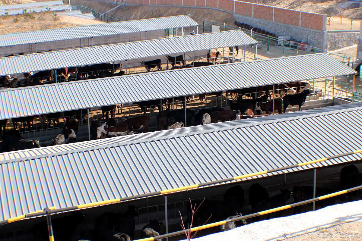 肉牛长途运输的应急处理,肉牛长途运输怎么预防应激