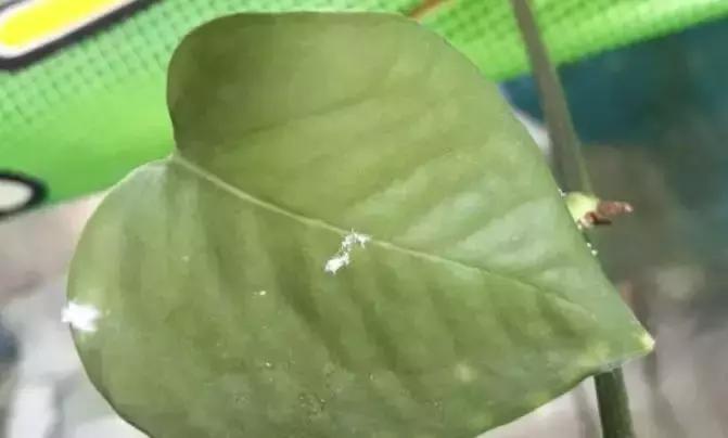 介壳虫防治最佳时间,介壳虫防治时间和方法