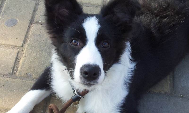 边牧狗狗挑食解决方法是什么,挑食的边牧吃什么狗粮