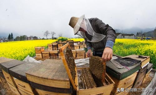 蜜蜂蜂箱内有棉虫怎么办,养蜂蜜蜂有螨虫了怎么办