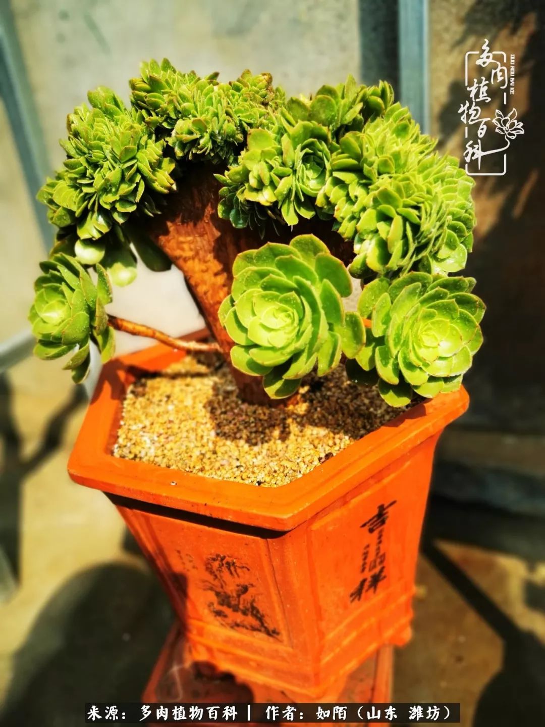 凤凰涅槃,浴火重生!多肉法师圣斗士们的秋天!(附养护经验)