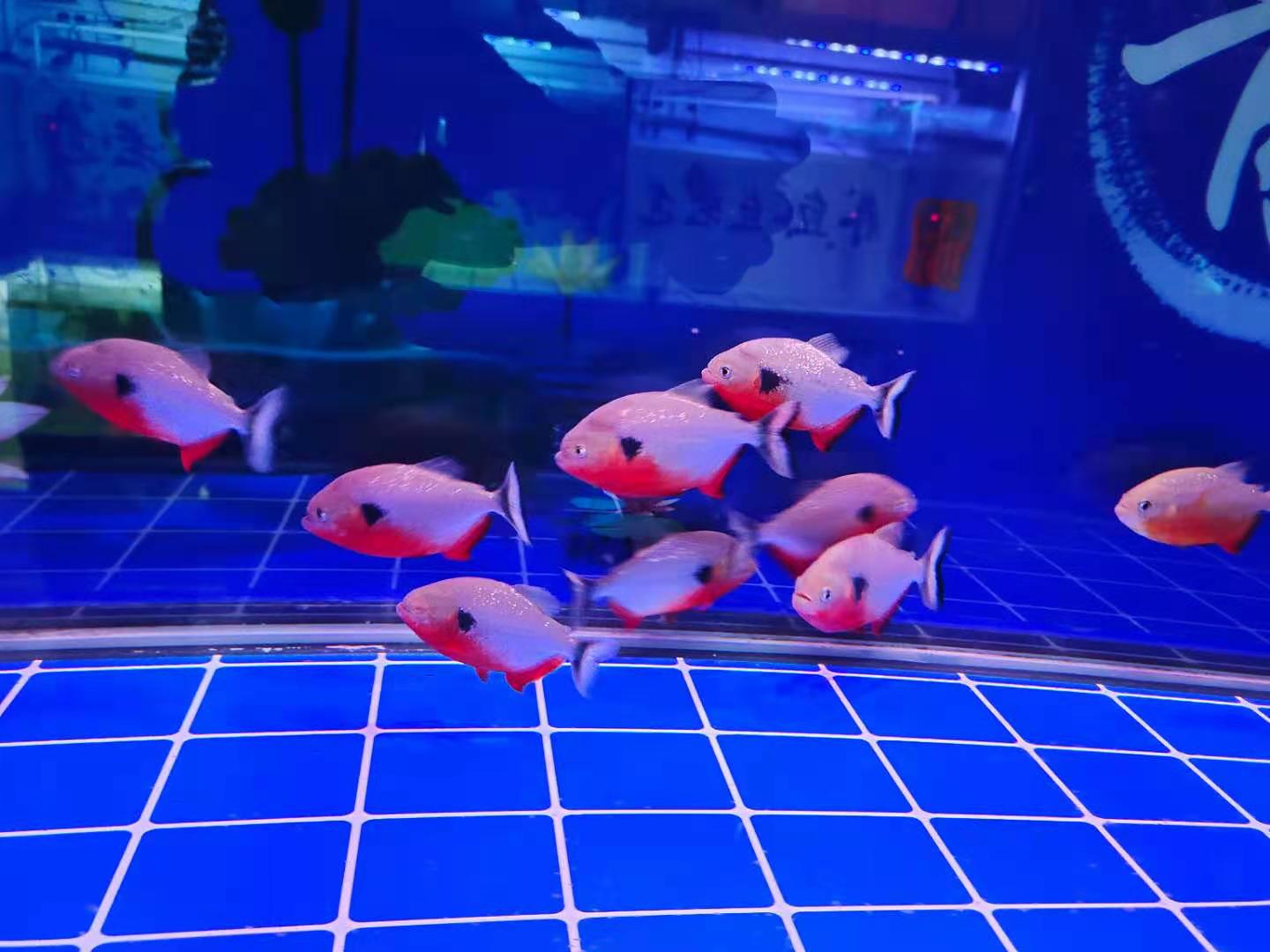 气温变低鱼缸水质浑浊了怎么办,为什么鱼缸水越来越浑