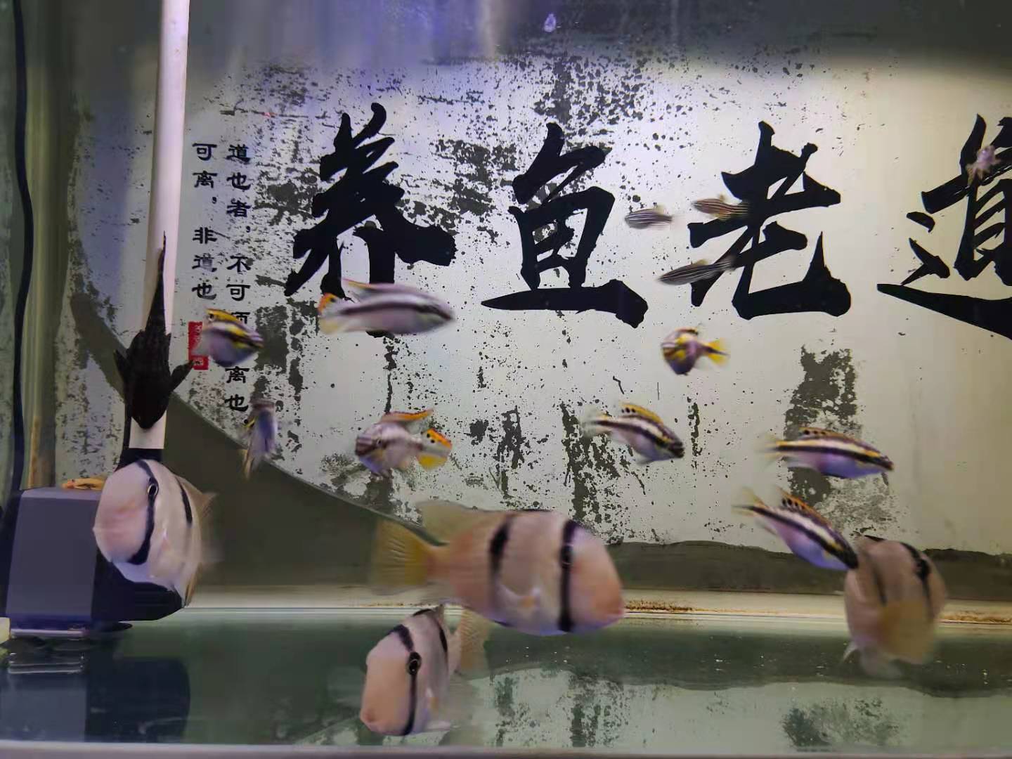 养鱼和清理鱼缸的最佳时间,养鱼多久清洗一次鱼缸