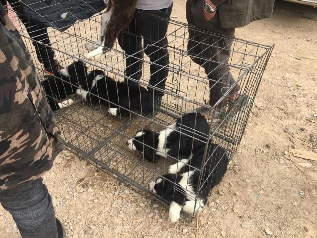 土狗杂交狗品种大全,大型杂交狗品种图片大全