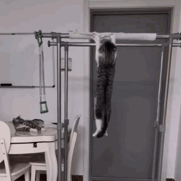 猫咪饲养管理现状,猫和老鼠猫咪现状