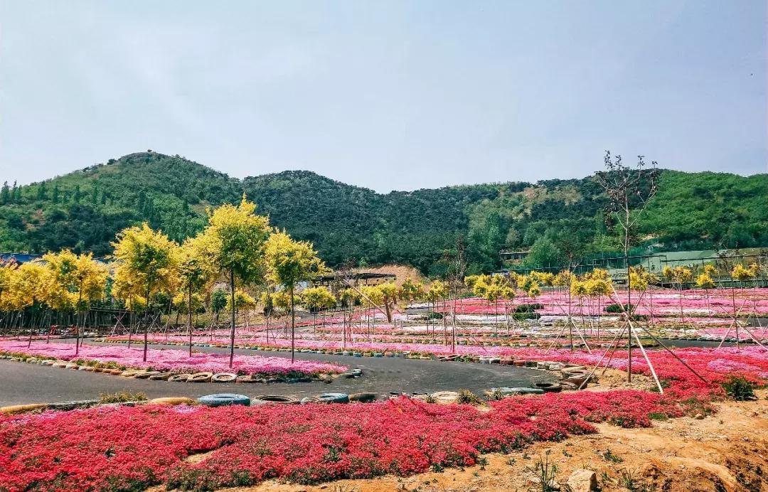 临沂周边田园综合体,临沂十大田园综合体