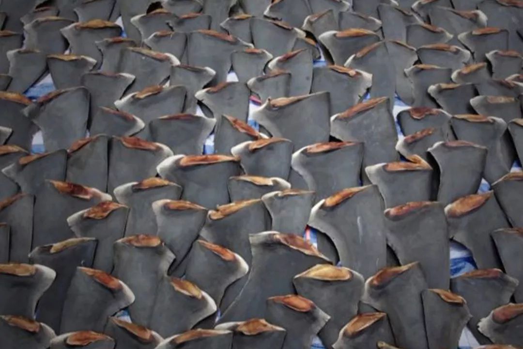 如果让鲨鱼开口，它们会说：“你们对我们有偏见！”