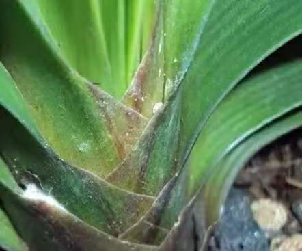 君子兰怎么养最好看看专家怎么说,最贵君子兰9999万图片