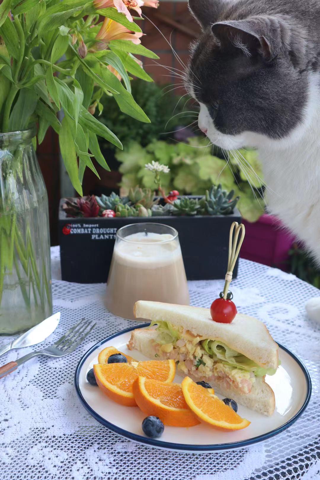 幼猫粮口碑最好的十大猫粮测评,猫粮幼猫粮推荐