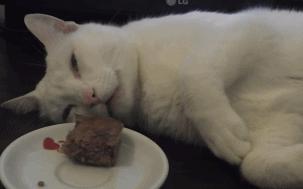 猫会做梦会梦到什么,猫会做梦睡觉哼哼唧唧