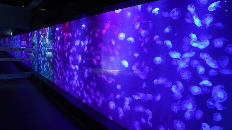 深圳小梅沙海洋世界团购票多少钱,小梅沙海洋世界团购深圳