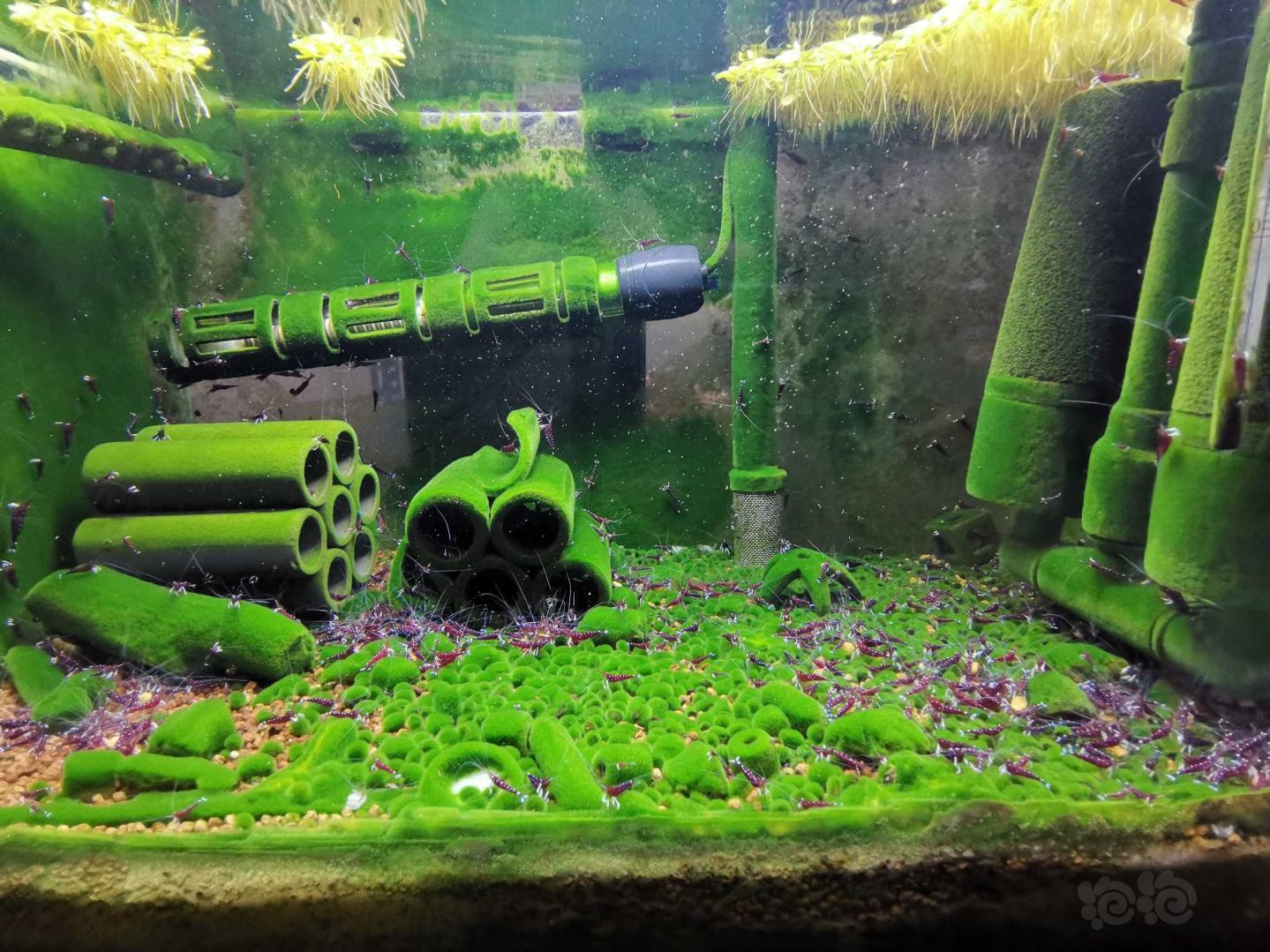 苏虾繁殖方法视频讲解,苏虾开缸教程及饲养心得