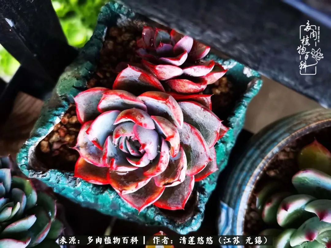 可爱多肉的露脸照,多肉大合照视频