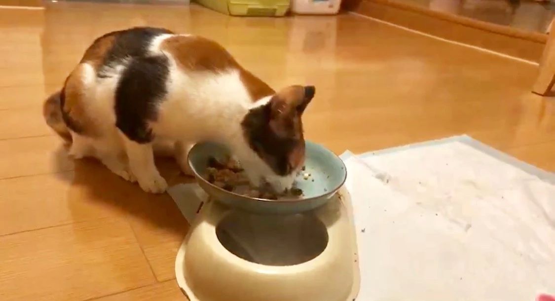 猫为什么不能多吃谷物,猫咪喜欢吃狗粮怎么办