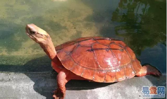 养龟的寓意和禁忌,养龟常见问题及解决办法