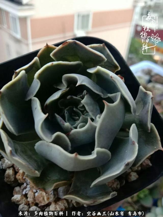 多肉最美的时光,多肉惊艳我的时光