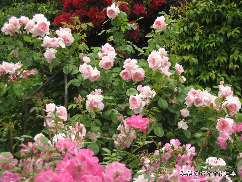 月季的养护方法和管理,月季的养护方法及注意事项