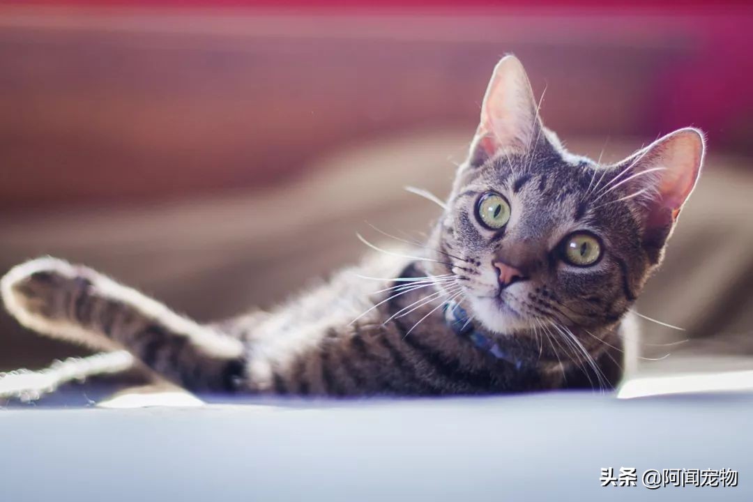 为什么猫有九条命还会摔死,终于知道猫为什么有9条命了