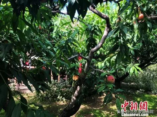 【友谊科普】桃胶、雪燕、燕窝真的是“美容养颜圣品”吗？北京友谊医院营养科医生这么说