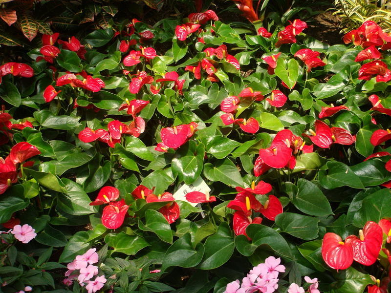 红掌买回家叶子越来越不好看,红掌的养护如何让它多开花