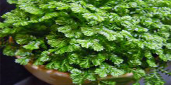 鞍山哪些地方能捡到宝贝,鞍山漂亮宝贝