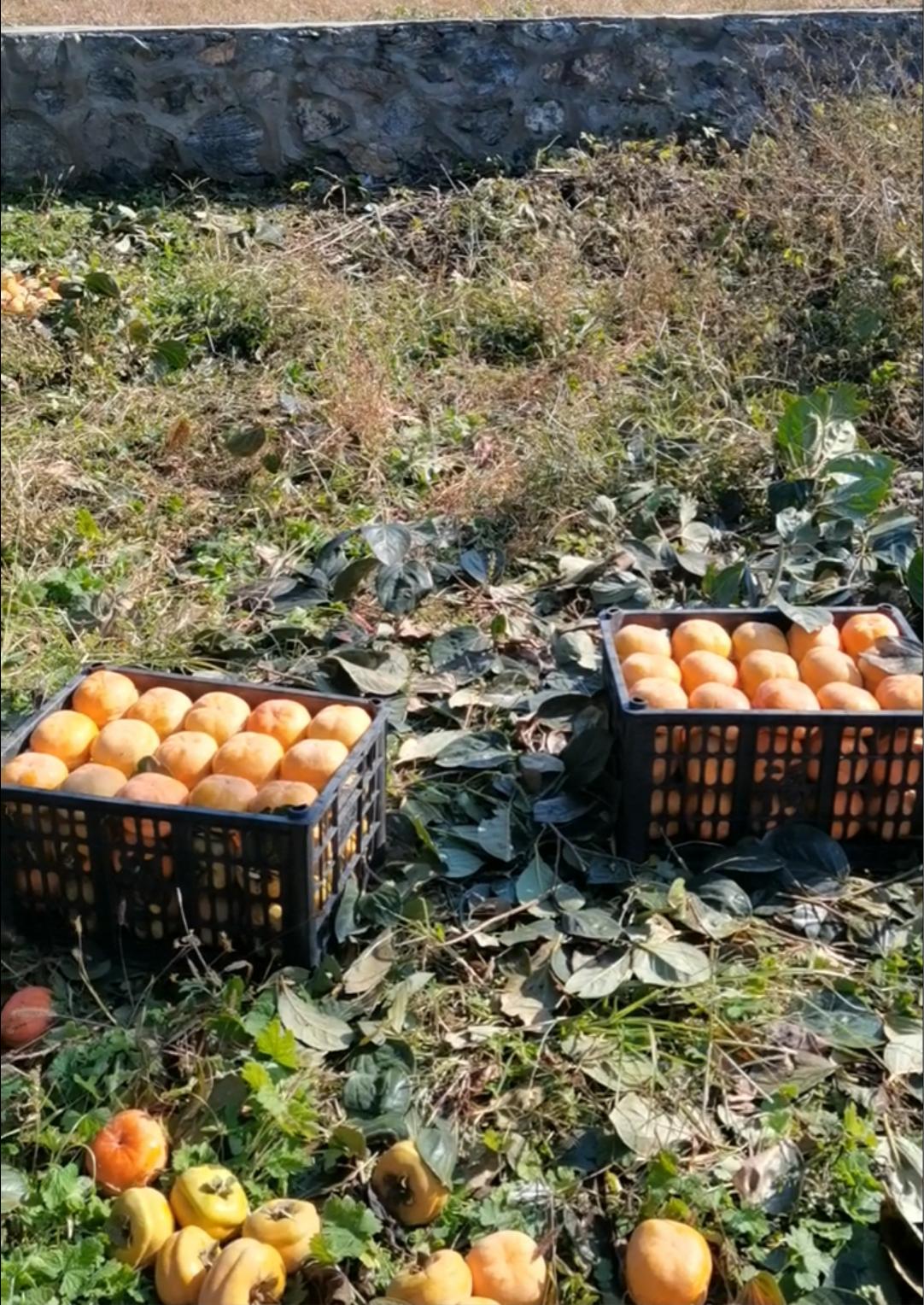 周末带孩子一起来体验采摘的乐趣,周末带孩子体验田园采摘的快乐