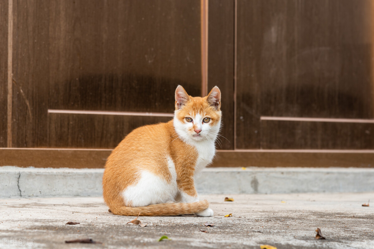 猫咪老是拉稀怎么办,猫咪软便和拉稀区别