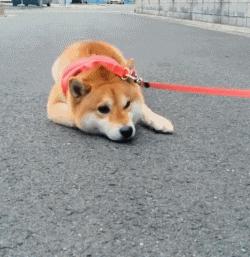 徐州的禁养犬规则,徐州养犬违规吗