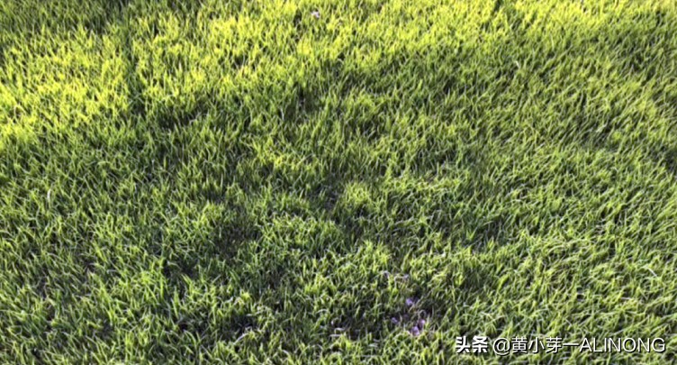 怎么防止水稻霜冻,种植水稻冷害怎么办