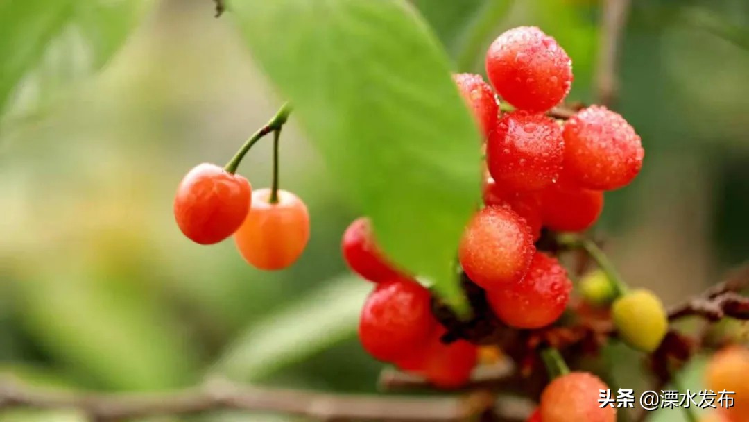 快收藏!溧水两条春日宝藏线路来了~