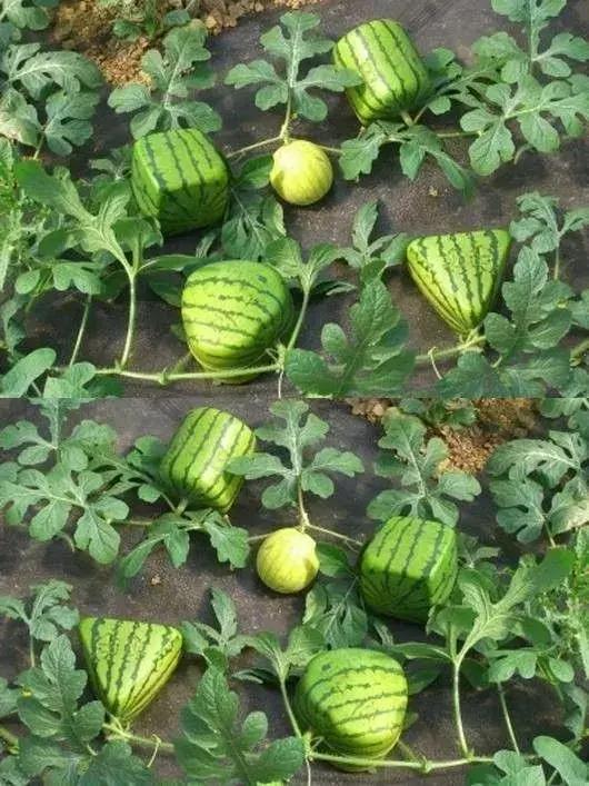 吃一口得花一个月工资？这种隐形炫富潮流值得追吗？