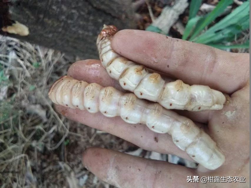 柑橘种植技术及病虫防治,种柑主要病虫害