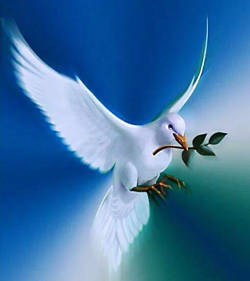 和平鸽~和平、友谊、团结、圣洁的象征