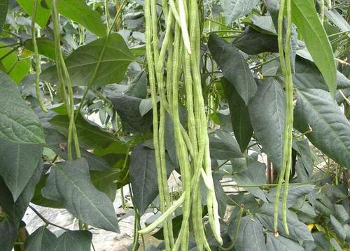 无架长豆角种植小技巧,种豆角出苗不好怎么补救