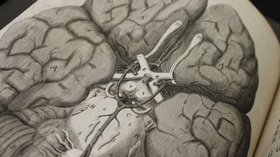 ​乱世中没读完书的医生，绘制出第一本完整的人脑地图